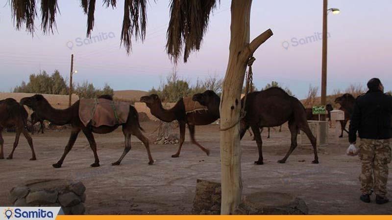 ركوب الجمال نزل تقليدي بارانداز  جندق