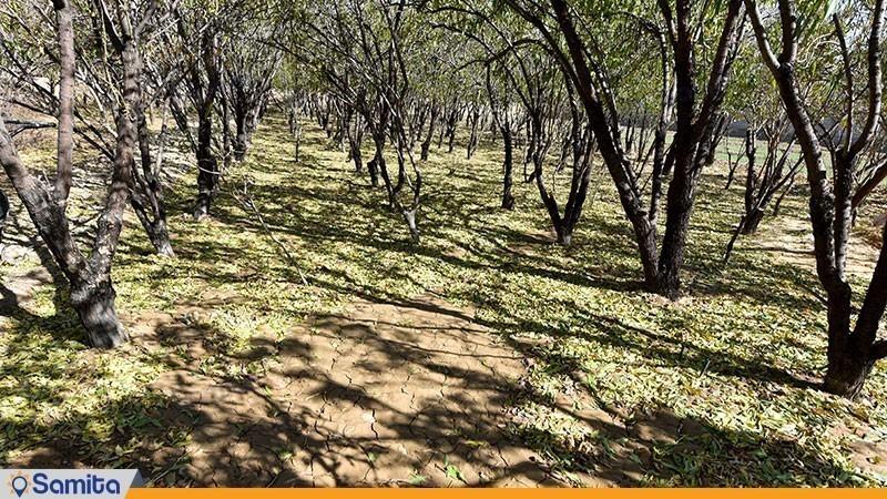 باغ اقامتگاه بوم گردی شاهدان نجف آباد