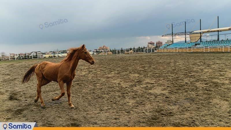 باشگاه اسب سواری هتل باری ارومیه