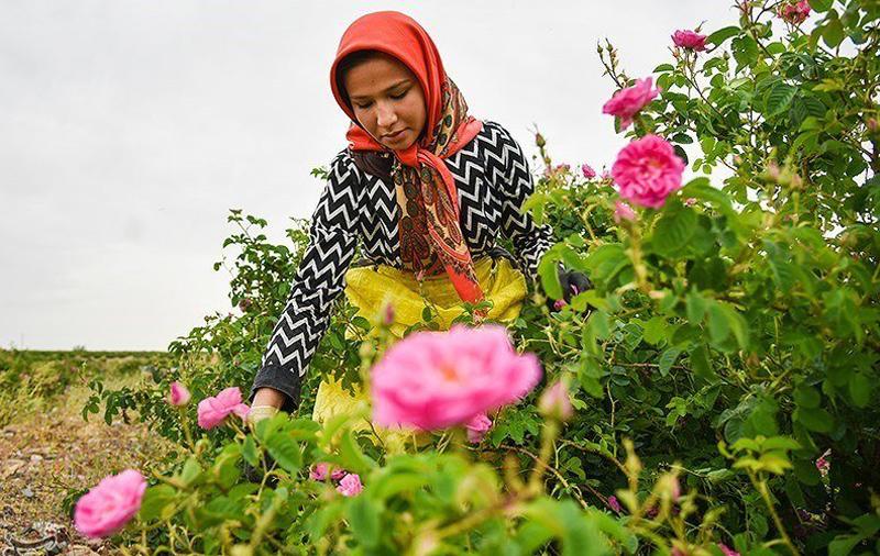 مراسم و زمان گلابگیری کاشان + تاریخچه این مراسم